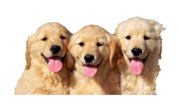 Cách xóa hình nền 6 xóa nền