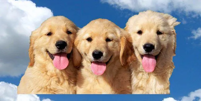 Cách xóa hình nền 8 bôi cảnh mơi