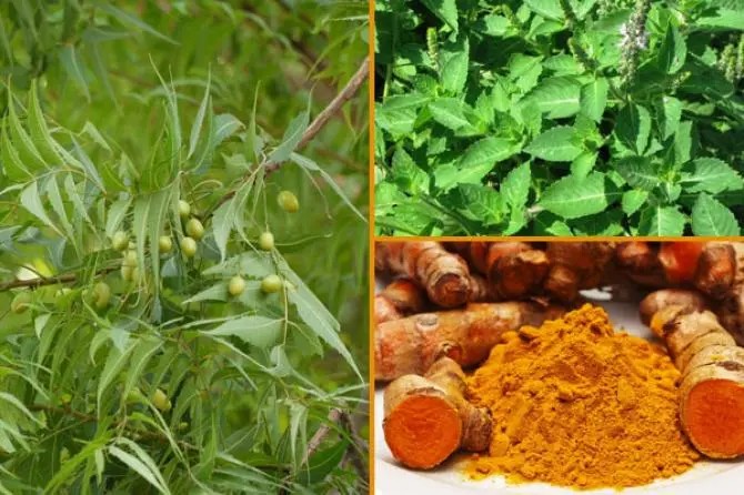Top 8 gói mặt nạ Ayurvedic tự chế để có làn da sáng và khỏe mạnh 7 Mặt nạ Ayurvedic tự chế