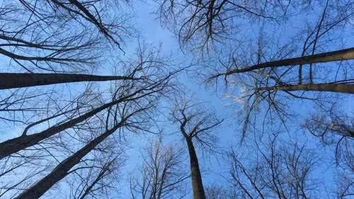 ảnh iphone màn hình rộng